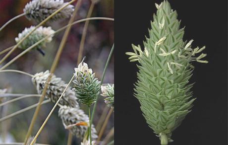 Leche de Alpiste...lo último para adelgazar.