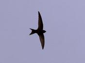 llegaron vencejos. Novedades sobre libro blog