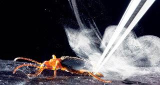 Científicos describen con mayor detalle el mecanismo de defensa del escarabajo bombardero