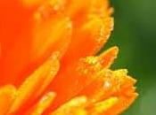 Caléndula para encías sangrantes