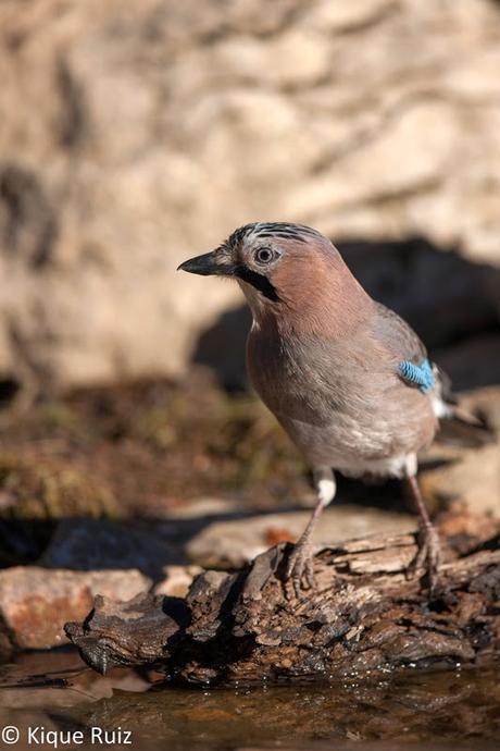 Arrendajo el escandaloso