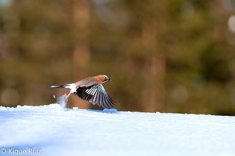 Arrendajo el escandaloso
