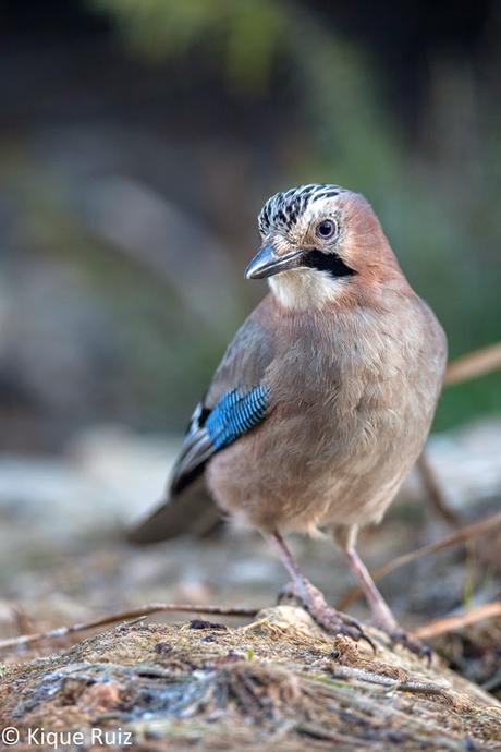 Arrendajo el escandaloso
