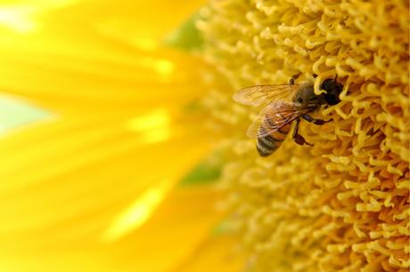 Pesticidas, las adicciones a las drogas de las abejas