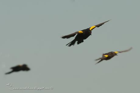 Varillero ala amarilla (Yellow-winged Blackbird) Agelasticus thilius