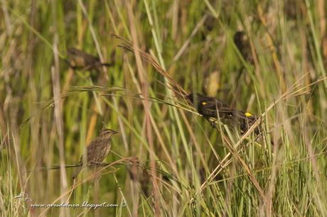 Varillero ala amarilla (Yellow-winged Blackbird) Agelasticus thilius