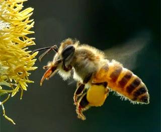 Descubren cura contra el SIDA: VENENO DE ABEJA ELIMINA AL VIH…