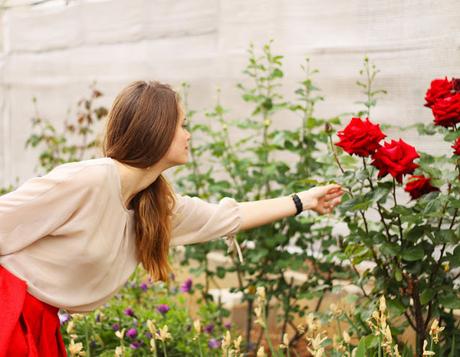 Rosas Rojas