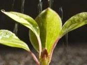 semilla.