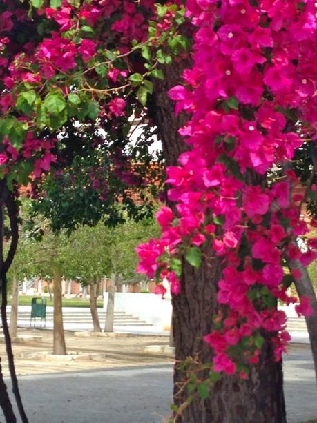 primavera, verano, plantas, animales, ardilla, pato, universidad de alicante, naturaleza, 