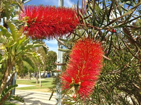 primavera, verano, plantas, animales, ardilla, pato, universidad de alicante, naturaleza, 