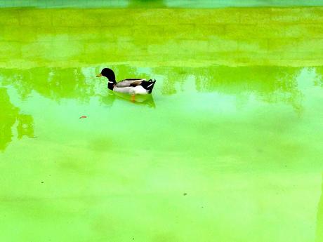 primavera, verano, plantas, animales, ardilla, pato, universidad de alicante, naturaleza, 