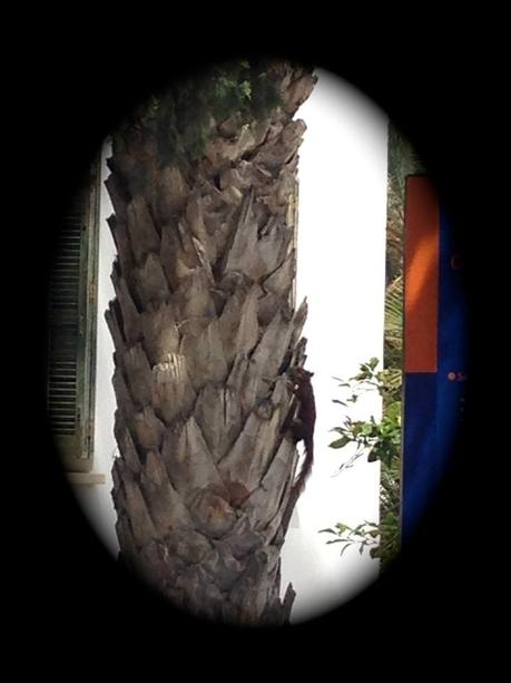 primavera, verano, plantas, animales, ardilla, pato, universidad de alicante, naturaleza, 