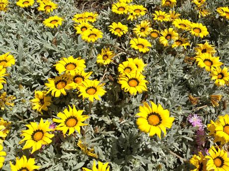 primavera, verano, plantas, animales, ardilla, pato, universidad de alicante, naturaleza, 