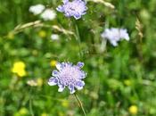 Scabiosa