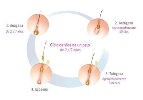 Un cabello fuerte y sano desde el interior