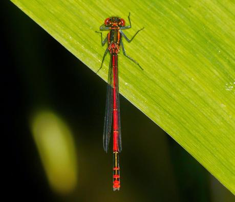 Caballitos de abril (1)