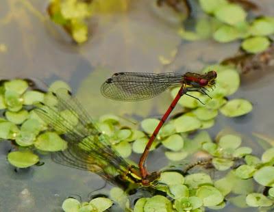Caballitos de abril (1)