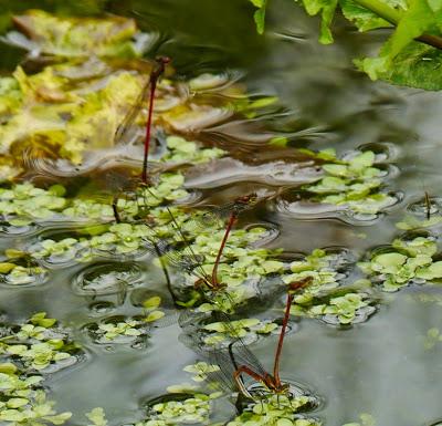 Caballitos de abril (1)