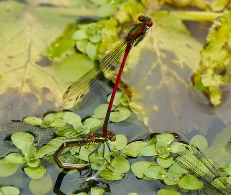 Caballitos de abril (1)