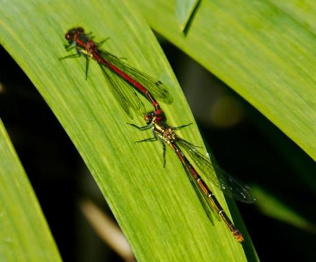 Caballitos de abril (1)