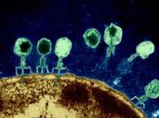 ¿Hay esperanza contra enfermedades resistentes? funciona fagoterapia