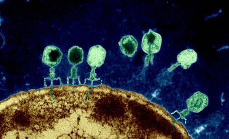 ¿Hay esperanza contra las enfermedades resistentes? Así funciona la fagoterapia