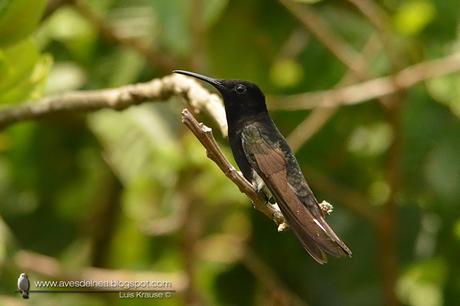 Picaflor negro (Black Jacobim) Florisuga fusca