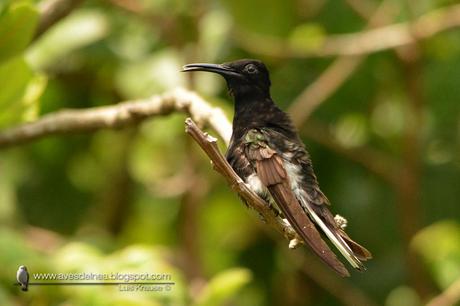 Picaflor negro (Black Jacobim) Florisuga fusca