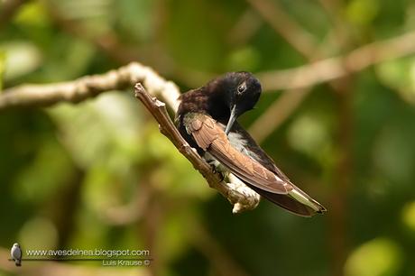 Picaflor negro (Black Jacobim) Florisuga fusca