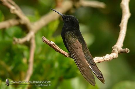 Picaflor negro (Black Jacobim) Florisuga fusca