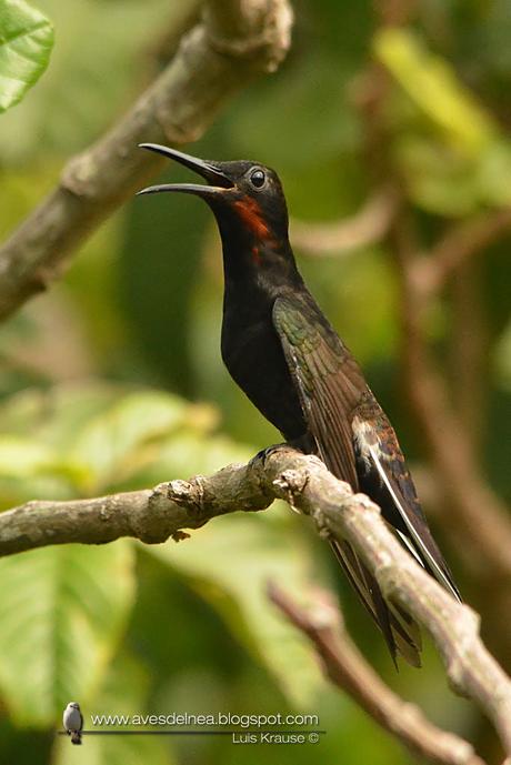 Picaflor negro (Black Jacobim) Florisuga fusca