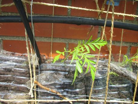 PLANTAS EN EL HUERTO VERTICAL