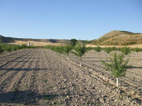 Campo de almendros