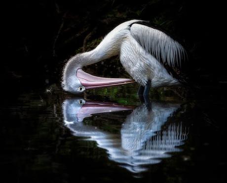 Subte Línea D —con D de pelícano—