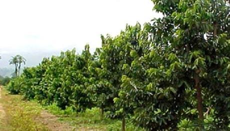 Cultivo de la Guanabana o Graviola