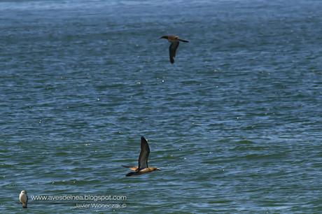 Piquero pardo (Brown Booby) Sula leucogaster