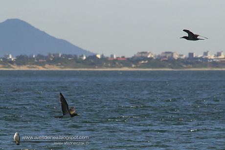 Piquero pardo (Brown Booby) Sula leucogaster