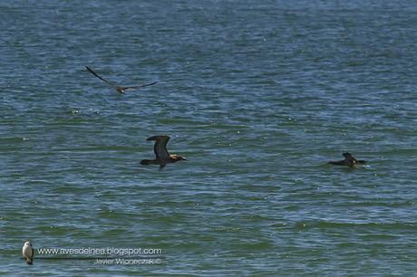 Piquero pardo (Brown Booby) Sula leucogaster