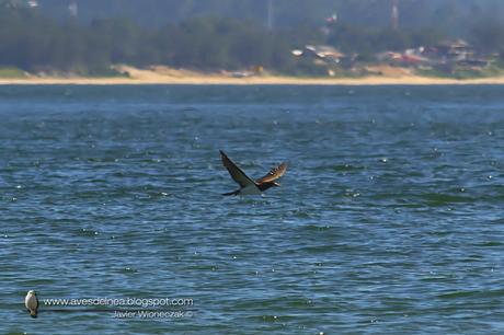 Piquero pardo (Brown Booby) Sula leucogaster