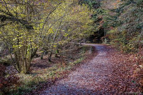 Hacia el lugar donde habita el otoño