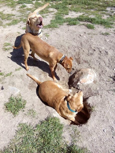 ¡Soy Siri! ¡Soy Siri!