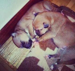 ¡Soy Siri! ¡Soy Siri!