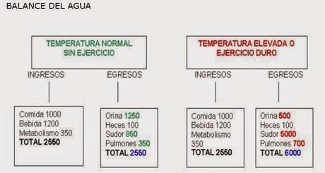 HIDRATACIÓN PARA LA COMPETICIÓN