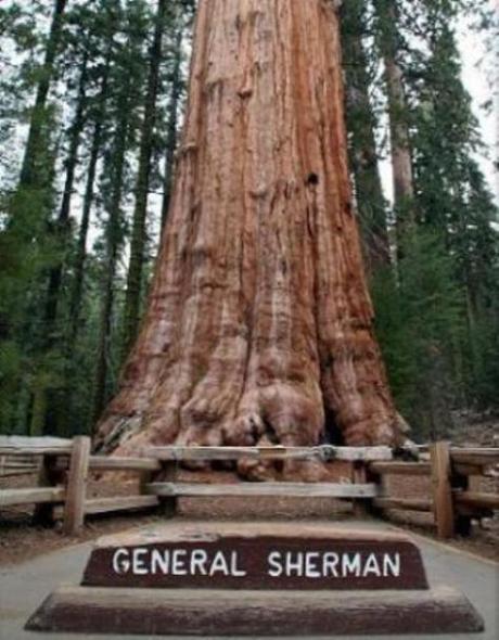 generalsherman