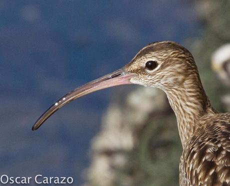 NUMENIUS PHAEOPUS