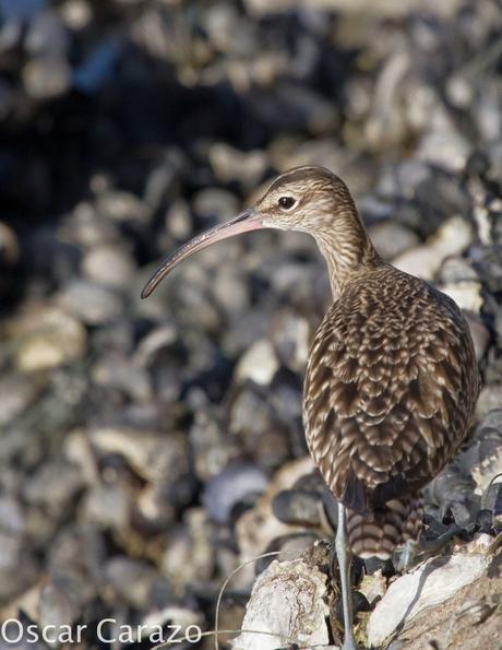 NUMENIUS PHAEOPUS