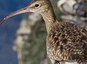 Numenius phaeopus