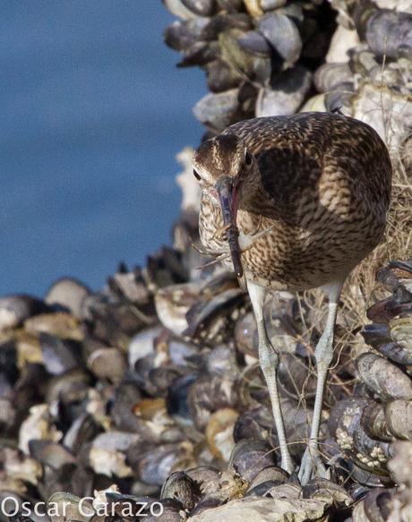 NUMENIUS PHAEOPUS