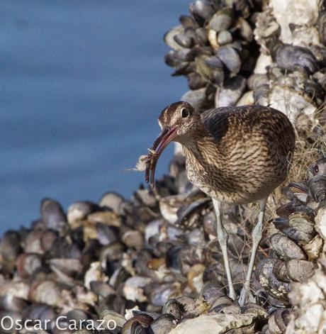 NUMENIUS PHAEOPUS